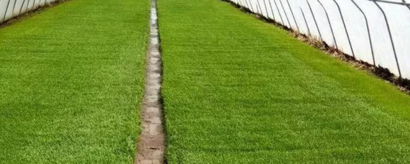 水稻苗床可以选用哪些产品进行调酸，附带水稻苗床调酸的具体操作步骤有哪些