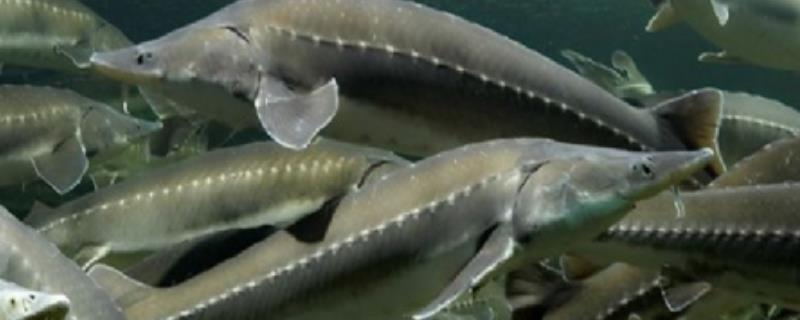 鲟鱼养殖的注意事项有哪些，具体包括哪些关键要点呢