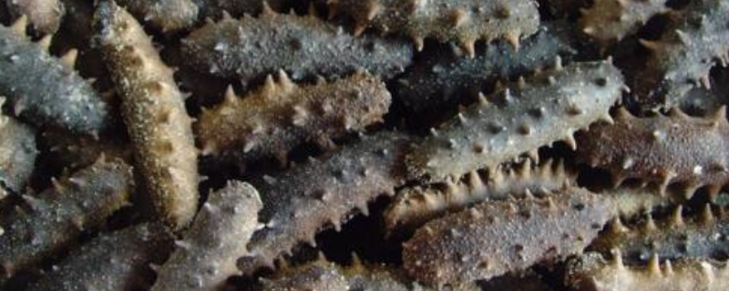 一斤海参的市场价格是多少钱，究竟有哪些因素会直接影响到海参的售卖价格