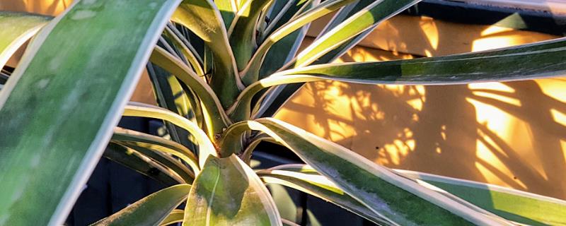 应当如何养殖剑叶龙血树呢，剑叶龙血树具体有哪些功效和作用