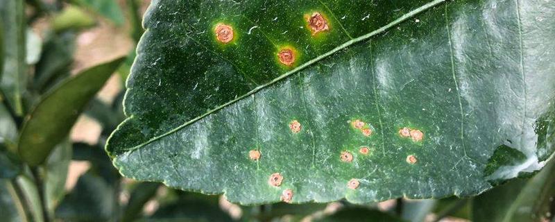 亚磷酸钾对农作物有哪些具体的好处，亚磷酸钾具有什么样的显著特点