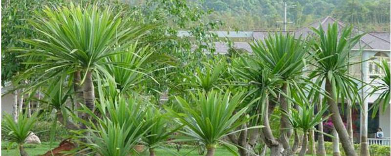 龙须兰的具体养殖方法和相关注意事项，如果遇到虫害必须要及时进行喷杀防治