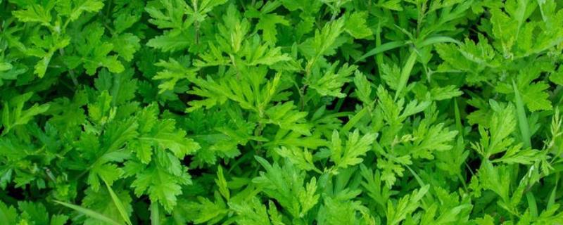 农村种植哪些中药材比较赚钱，这四种药材药效极佳且完全不愁销路