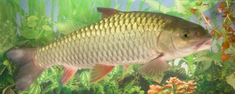 草鱼的批发价现在多少钱一斤？，并附上最新行情走势分析