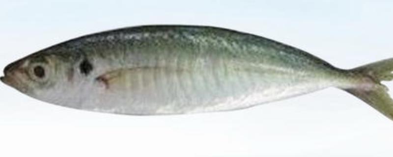 目前的巴浪鱼市场售价是多少钱一斤，为什么它的价格会如此划算，它的营养价值和前景如何