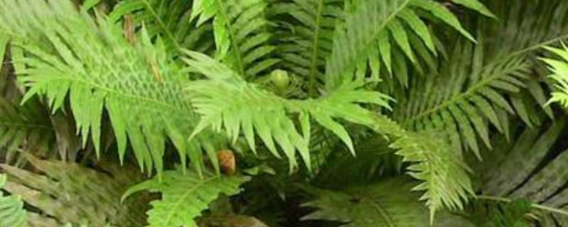 蜈蚣草应该如何种植，它的具体繁殖方法有哪些