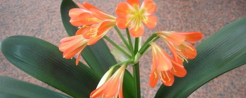 君子兰长歪了之后应该如何进行处理，可以尝试从三个不同的方面进行入手