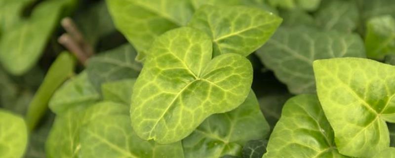 常春藤的叶子发黄了怎么办，附常春藤叶子发黄的详细原因