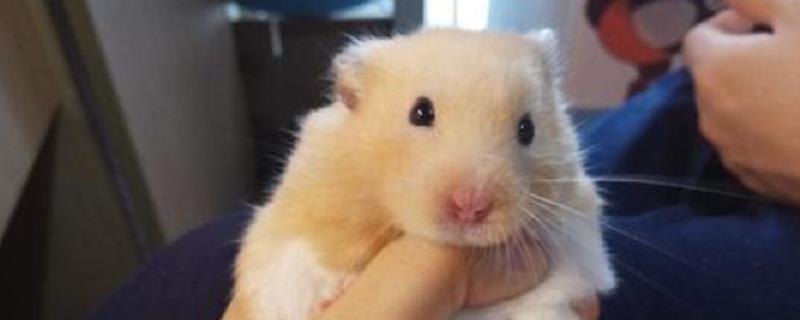 金丝熊体型具体能长到多大，它和普通仓鼠之间有什么不同区别