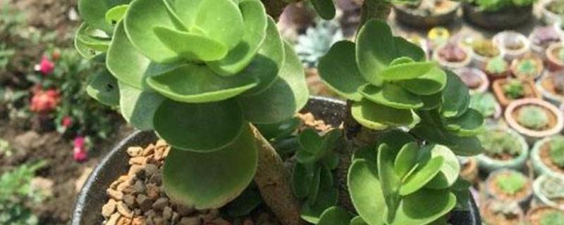 金钱木掉叶子到底该怎么办，分析落叶的具体原因有哪些