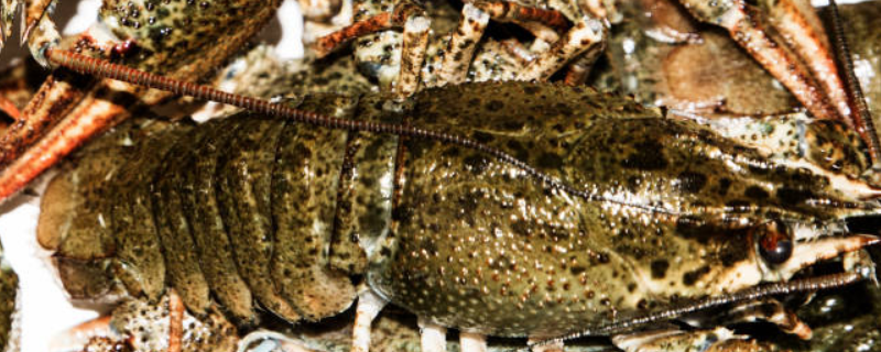 小龙虾进行工厂化育苗的技术要点有哪些，以及针对苗种的捕获方式和分养方法
