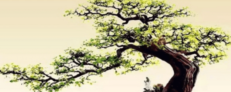 雀梅常见的病虫害及其防治措施有哪些，日常养护中需要注意哪些具体的关键措施