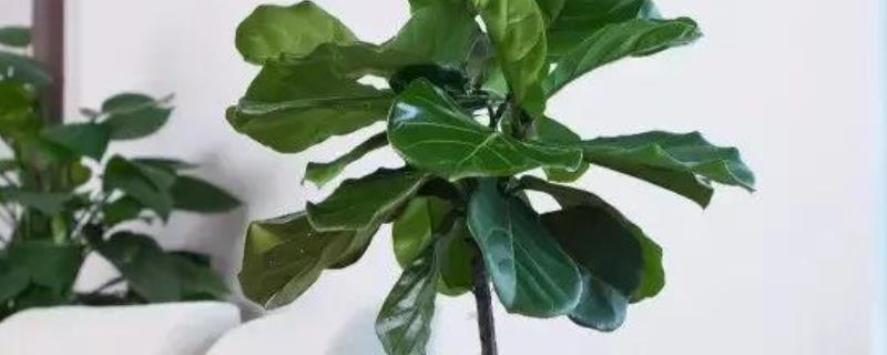 琴叶榕的叶片为何长锈斑，请注意不要向叶片喷洒水分