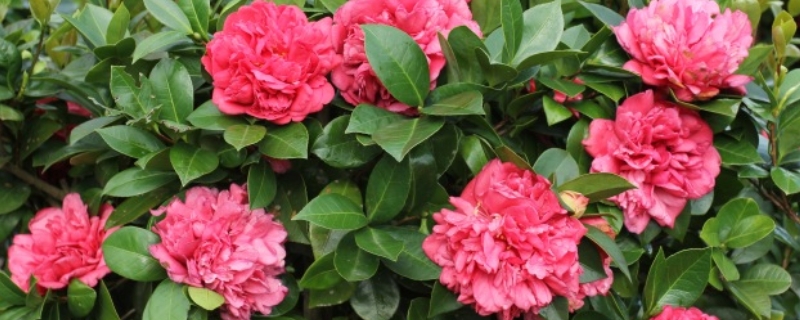 四季茶花的养殖方法和具体注意事项有哪些，它的详细生长习性是什么
