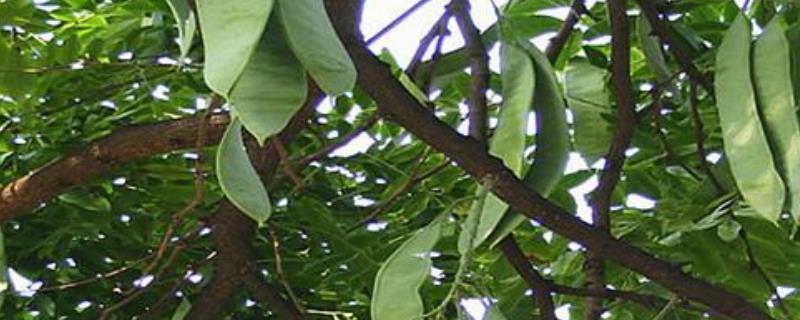皂角树种子的详细种植方法，同时也需注意及时防治各种病虫害
