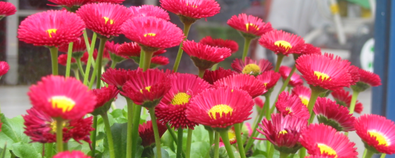 花卉换盆时间在什么时候，详细的换盆方法及各项注意事项有哪些