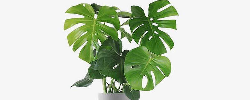 如何正确掌握龟背竹的养殖方法和注意事项，详细的繁殖方法有哪些