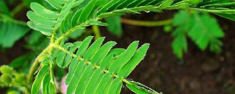 含羞草目前的市场价格及养殖方法，含羞草其实属于直根性植物