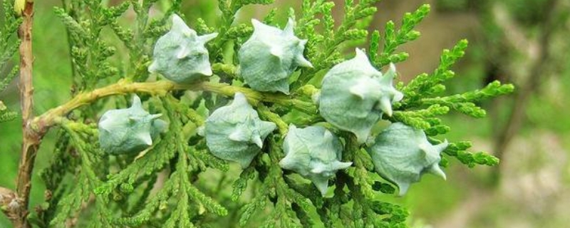 柏树种子的种植方法有哪些，柏树种子具体应该怎样进行采集