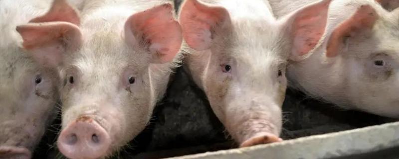 今年养殖生猪是否可以申请贷款，具体的贷款条件和办理流程是什么，大学生创业养猪贷款政策