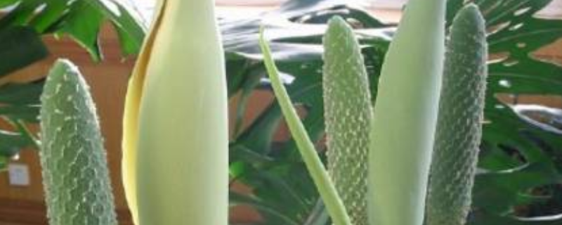 蓬莱蕉的种植前景到底怎么样，大概多少钱一斤，以及它的详细种植技术