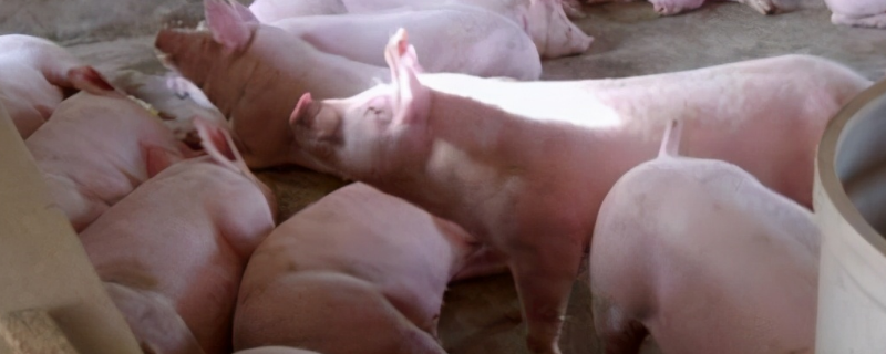 猪得了流感几天可以康复，关于预防措施和具体治疗方法有哪些