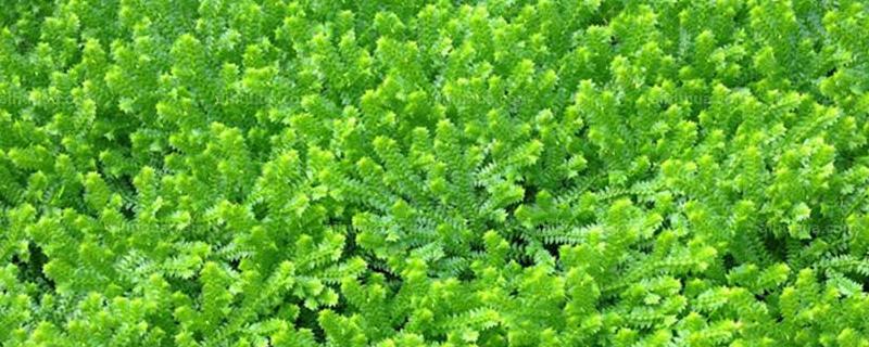 翠云草的叶子干枯发黄该怎么办，导致它变黄的具体原因是什么