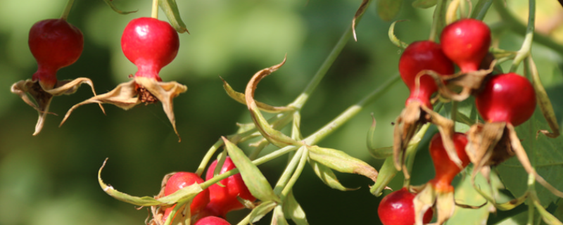 刺梅果的市场前景如何，刺梅果每斤价格究竟多少