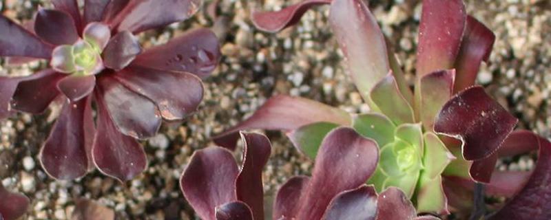 紫羊绒和黑法师的区别有哪些，它们的气味叶片和颜色具体有什么不同