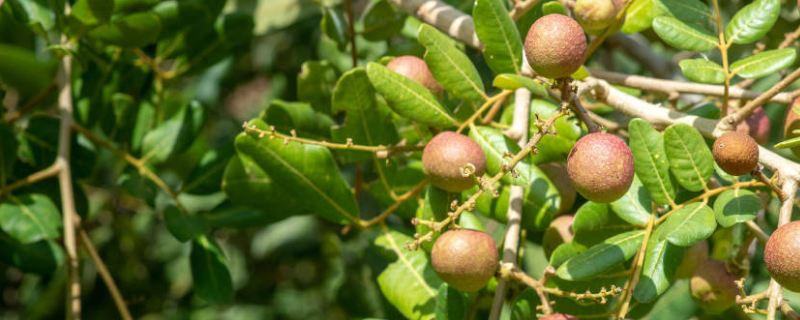 龙眼苗的栽培种植方法有哪些，龙眼树具体都有哪些优良品种