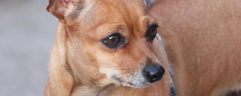 狂犬病毒究竟能否通过科学检查手段检测出来，以及狂犬病在临床上会有哪些具体的症状表现