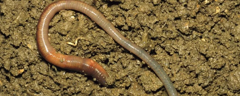 蚯蚓的养殖作用主要体现在哪里，包含以下几个核心要点