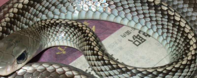 乌梢蛇的养殖技术有哪些，以及关于饲养场的建设方法有哪些