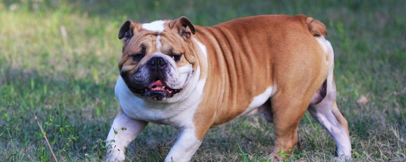 美国斗牛犬到底是起源于哪里，大概有以下这几种不同的起源说法