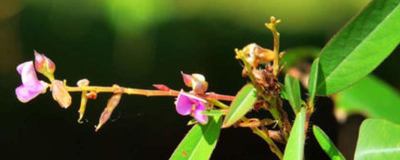 跳舞草又名情人草为什么会随着音乐跳动，它究竟具有什么样独特的功效与作用