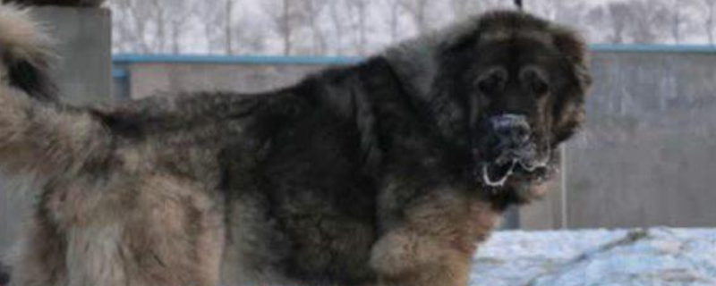 高加索犬的训练方法有哪些，附上关于它的详细内容介绍