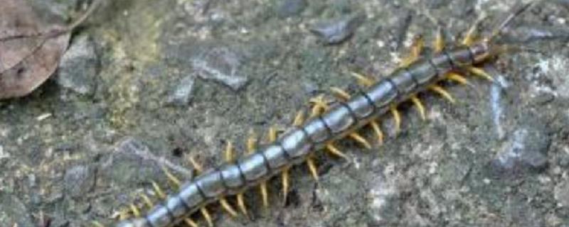 蜈蚣养殖的成本到底需要投入多少，后续带来的利润空间具体如何呢