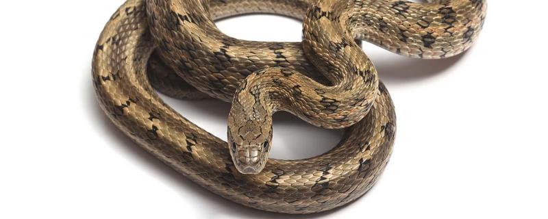 哪些蛇类养殖项目比较热门，什么是大王蛇及其养殖特点