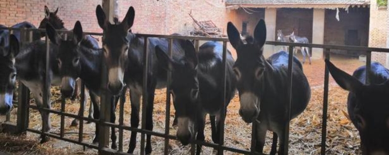关中驴的养殖技术要点，饲料投喂与日常养殖管理
