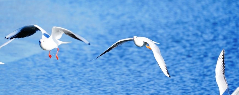 海鸥的天敌具体有哪些，海雕和鵟以及鹰类生物均为海鸥的天敌