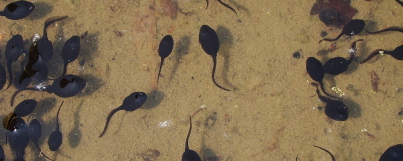 蝌蚪的详细养殖技术有哪些，蝌蚪养殖过程中需要注意的事项有哪些