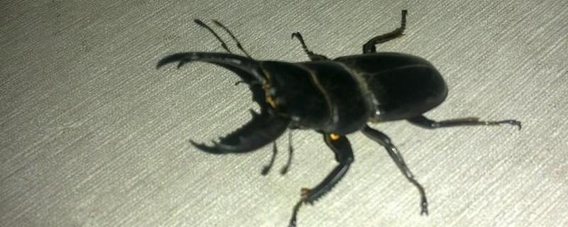 天牛究竟会不会在空中飞行，它到底包含了哪些具体的品种种类