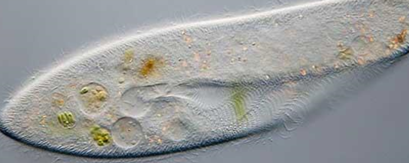 草履虫究竟是不是原核生物呢，这种草履虫平时主要吃什么样的食物