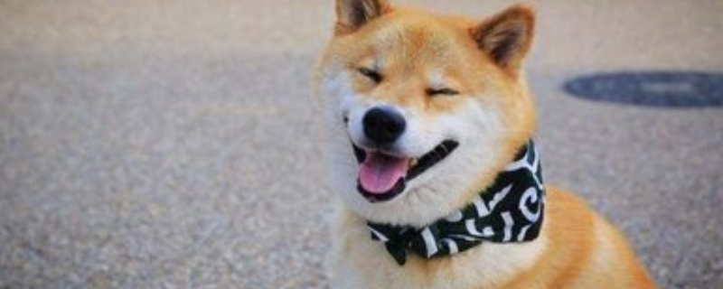 如何挑选一只纯种柴犬，它的性格特征是什么以及目前市场价格是多少