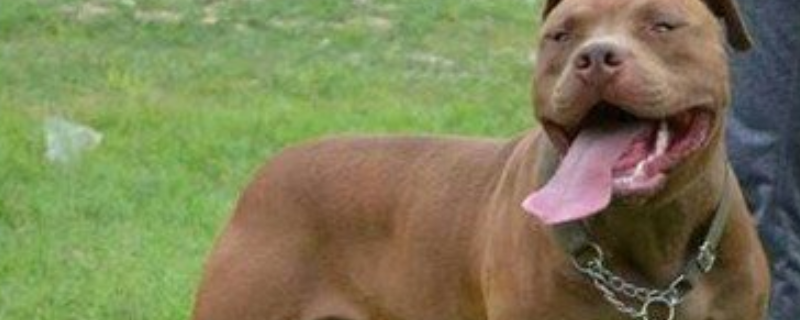 如何挑选纯种的比特犬，比特犬目前的市场价格以及它的性格特征有哪些