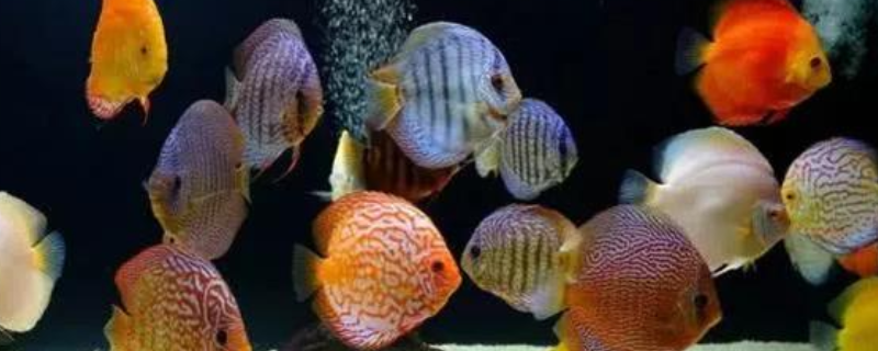 七彩神仙鱼该如何正确饲养，这里有四个方面的建议