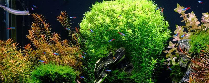在鱼缸中养殖水草的作用是什么，具体的注意事项到底有哪些