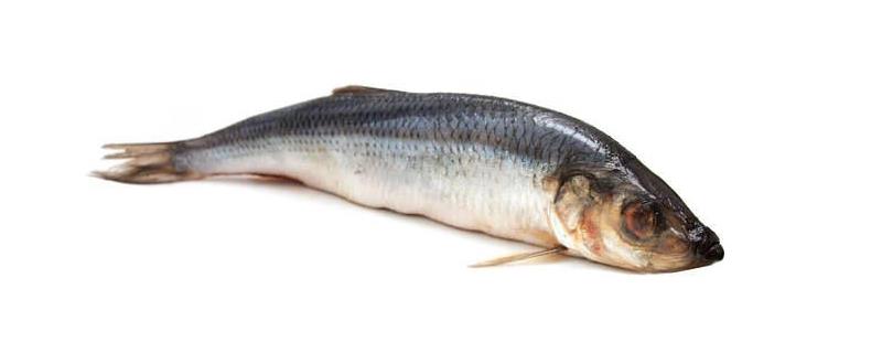 青鱼平时都吃哪些食物，关于青鱼的饲料处方