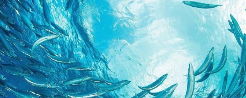 沙丁鱼究竟属于什么鱼类，附带沙丁鱼的全球产地分布情况