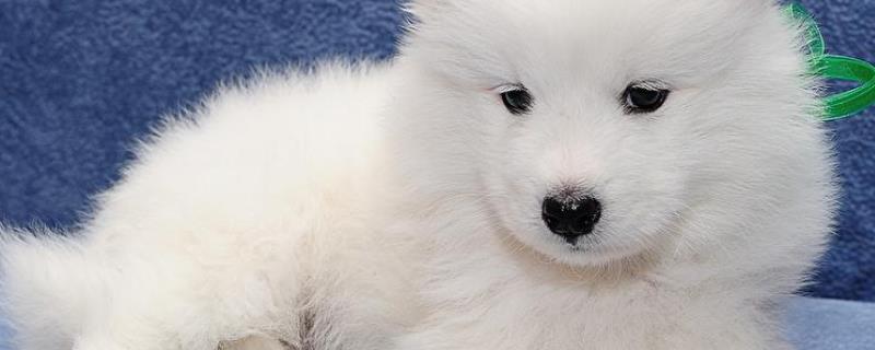萨摩耶犬该如何进行科学训练，萨摩耶犬都有哪些突出的性格特征
